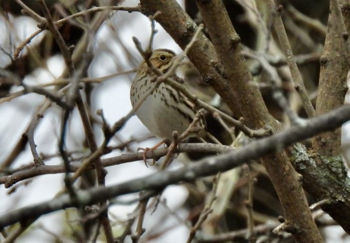 strnadec luční - ML646366309