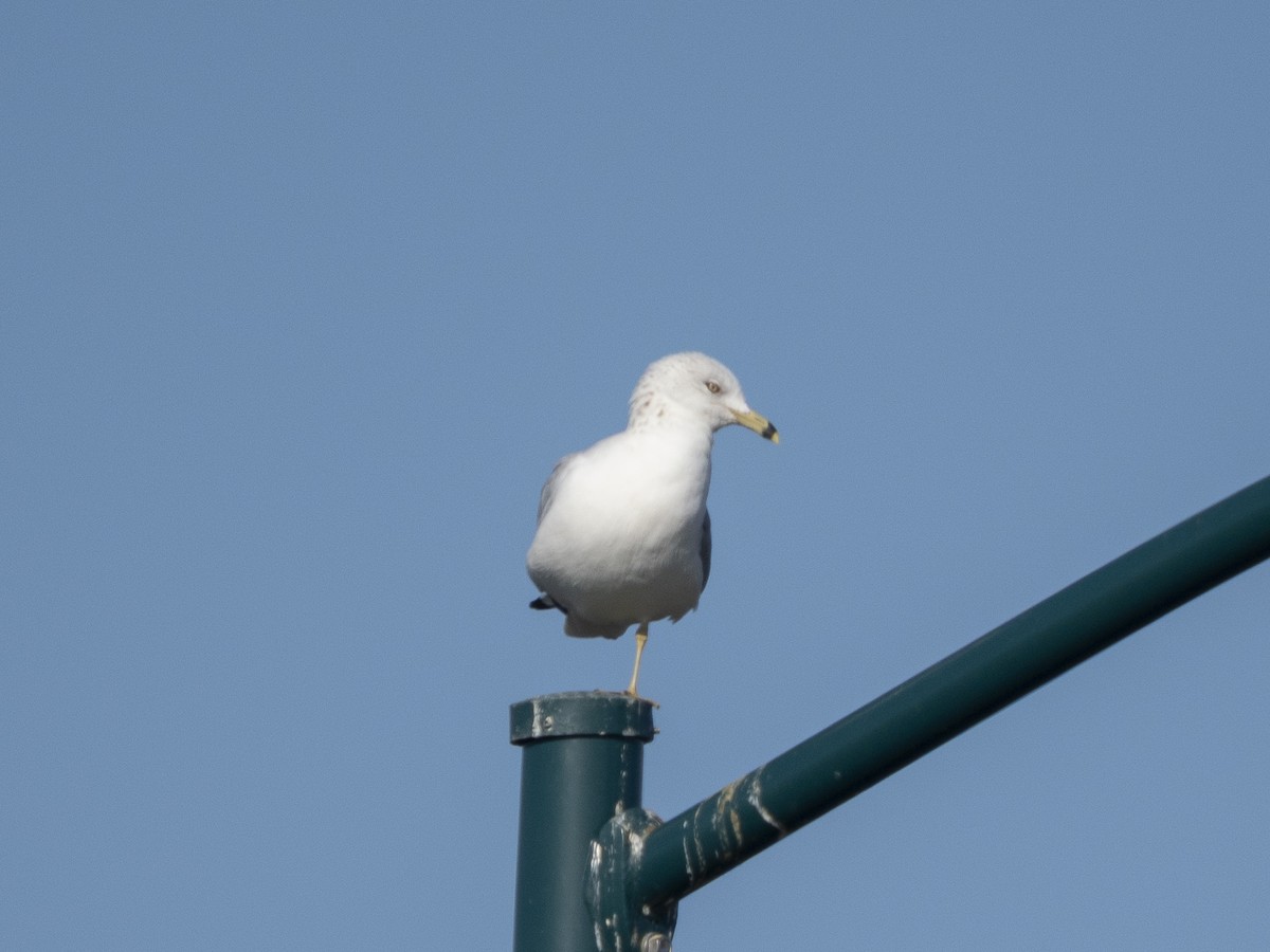 Ring-billed Gull - ML646366310