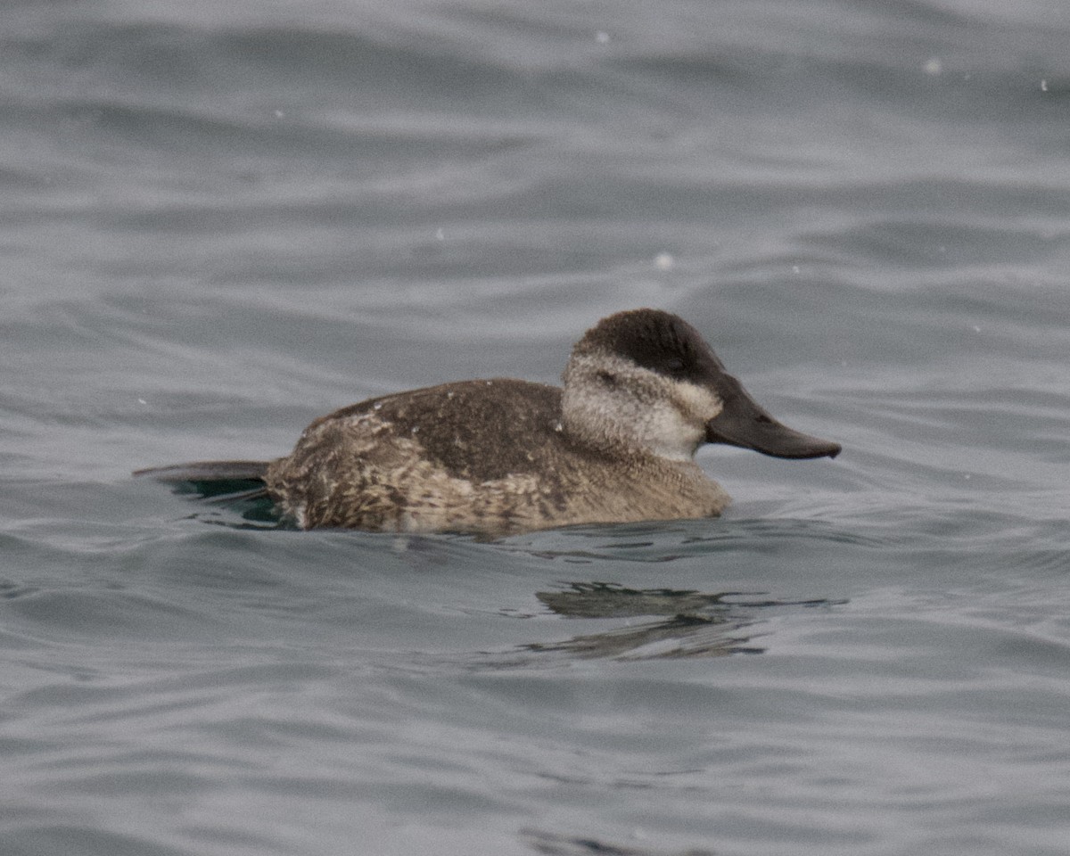 Ruddy Duck - ML646366311