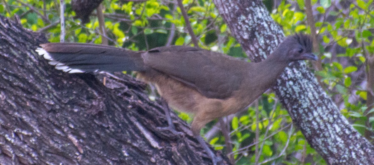 Plain Chachalaca - ML646366316