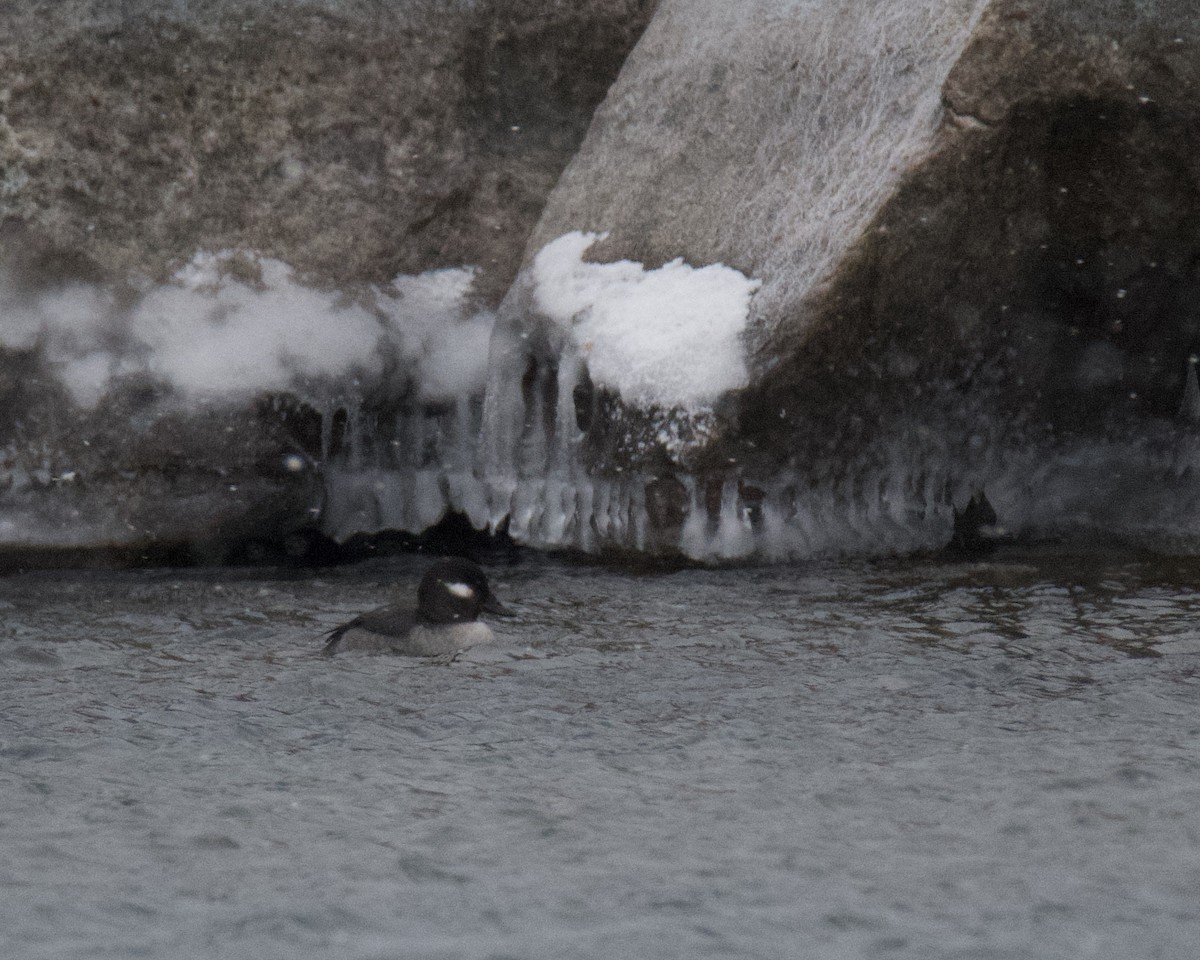 Bufflehead - ML646366319