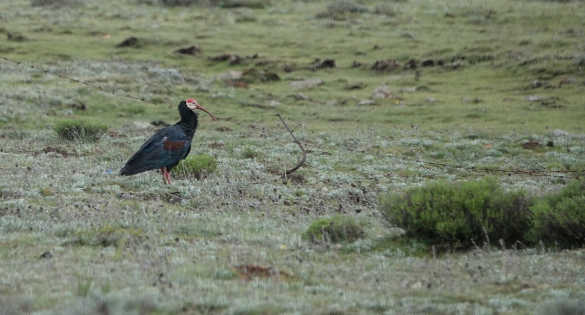 Southern Bald Ibis - ML646366320