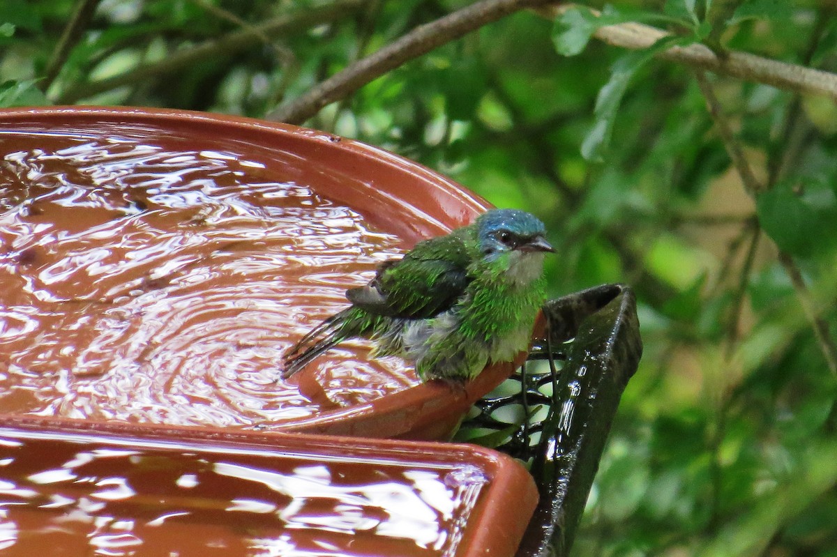 Blue Dacnis - ML646366323