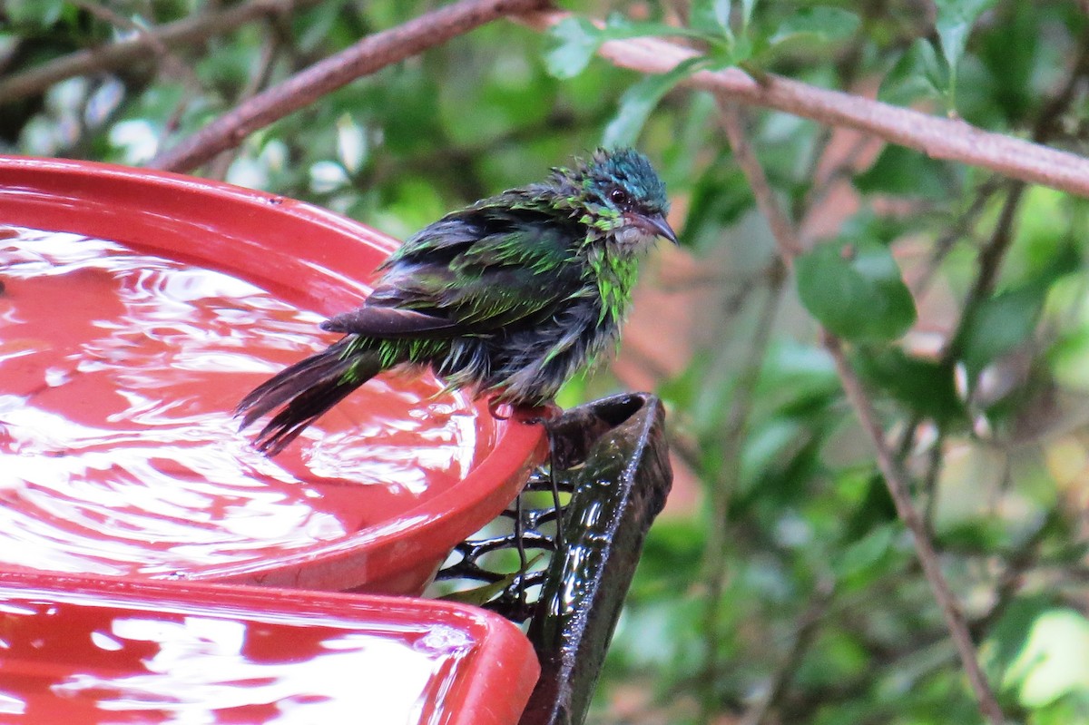 Blue Dacnis - ML646366324