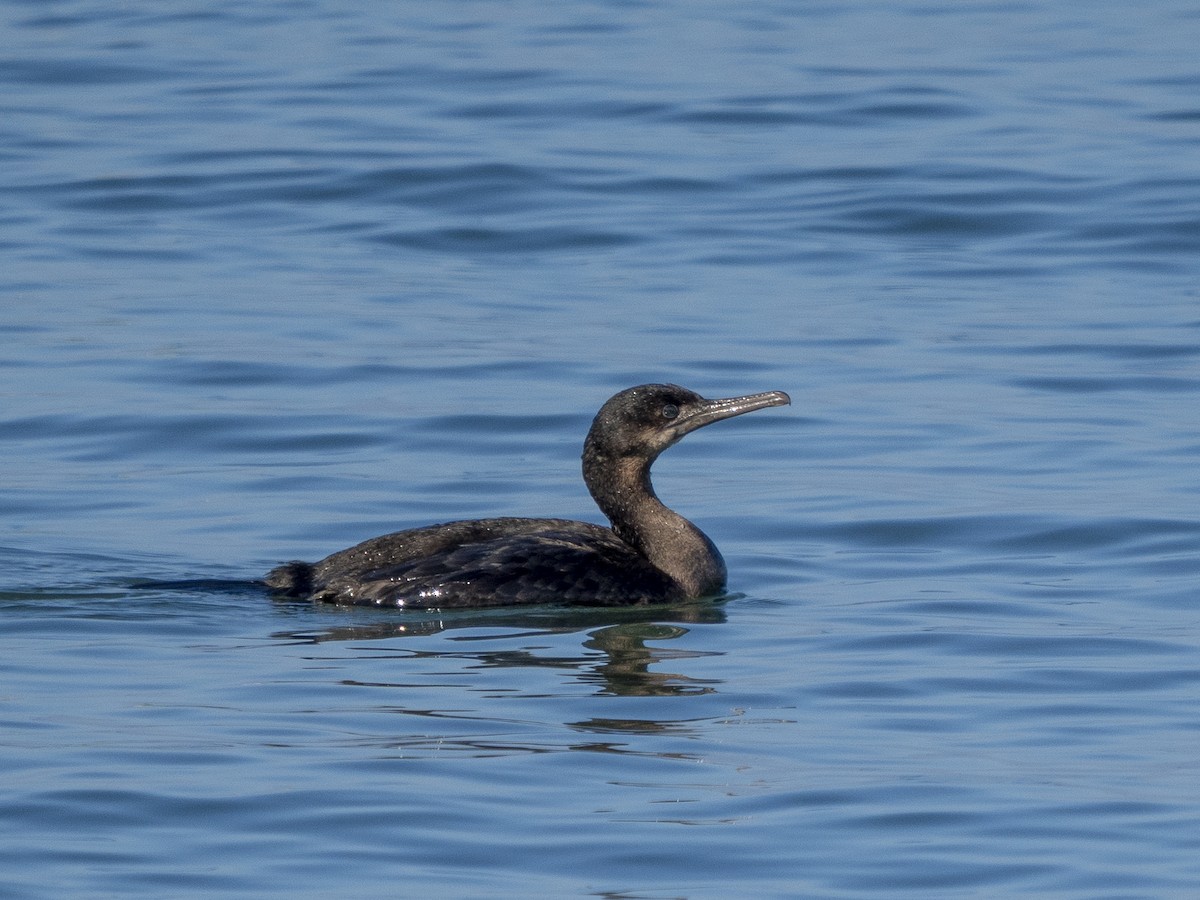 Brandt's Cormorant - ML646366325