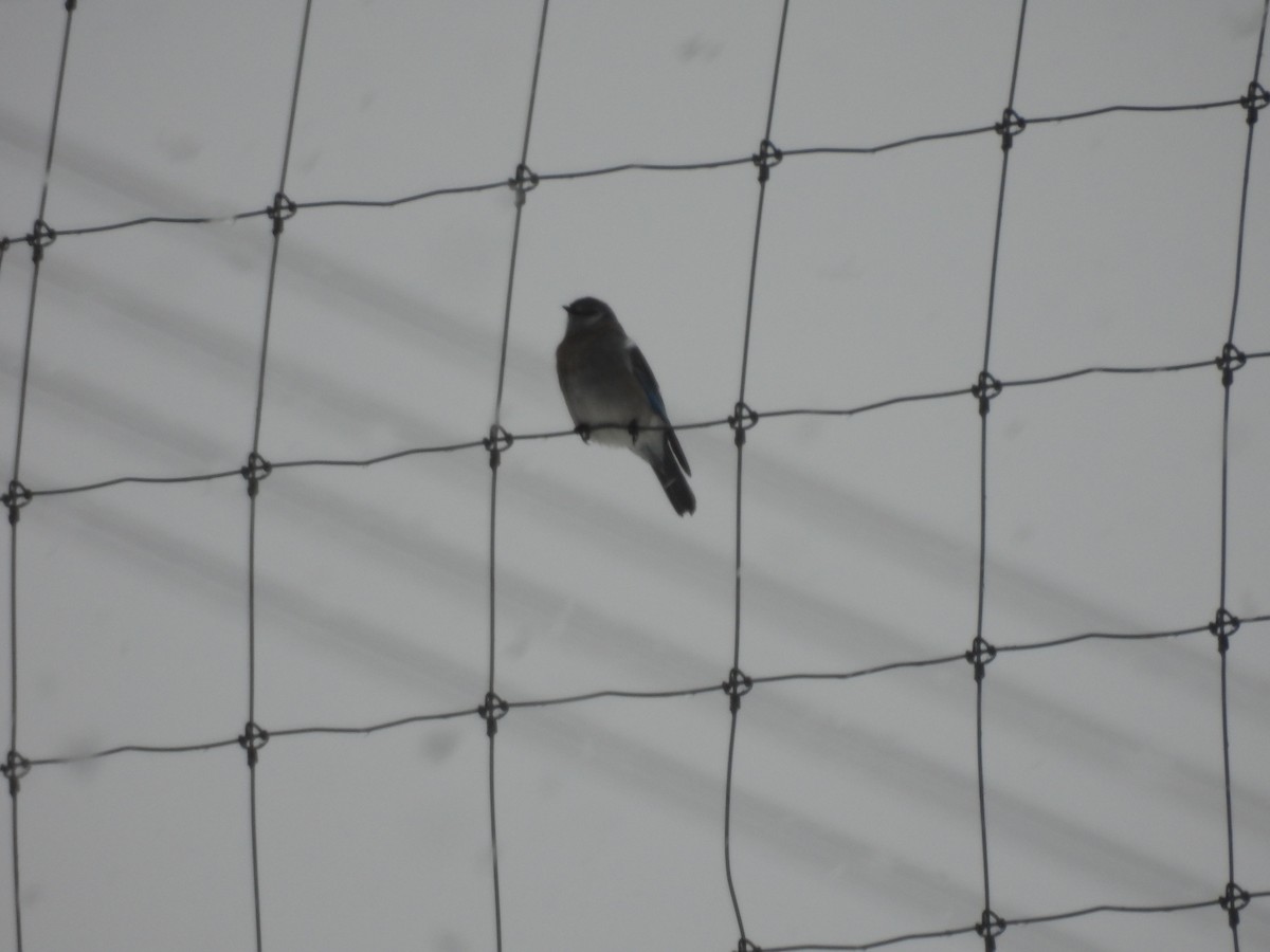 Mountain Bluebird - ML646366331