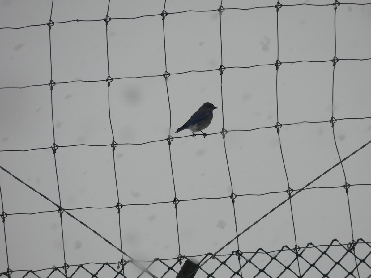 Mountain Bluebird - ML646366332