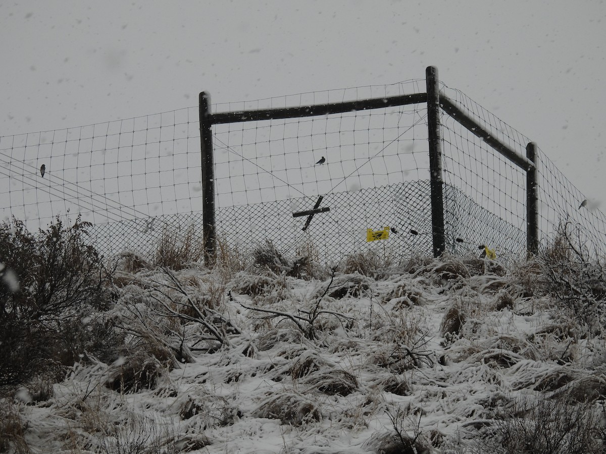 Mountain Bluebird - ML646366333