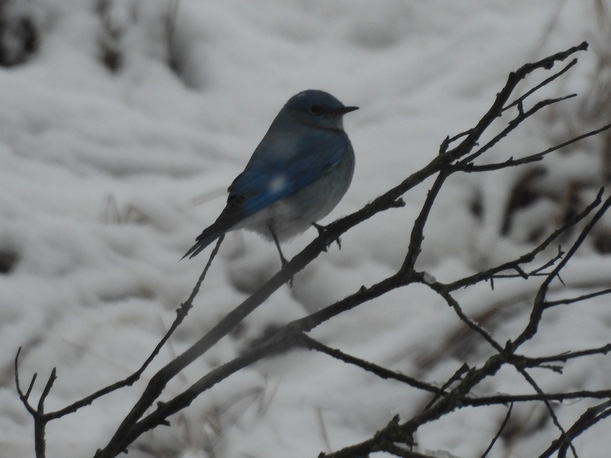 Mountain Bluebird - ML646366334