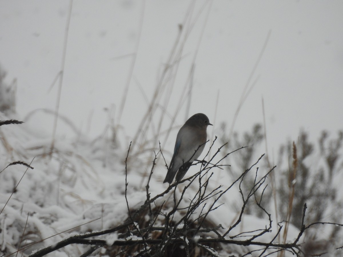 Mountain Bluebird - ML646366335