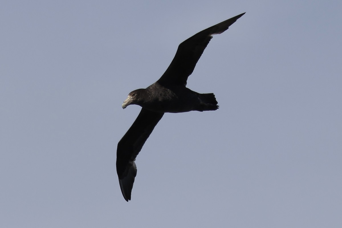 Antarktik Dev Fırtınakuşu - ML646366337