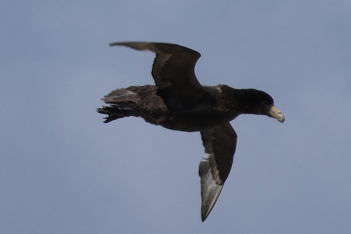 Antarktik Dev Fırtınakuşu - ML646366338