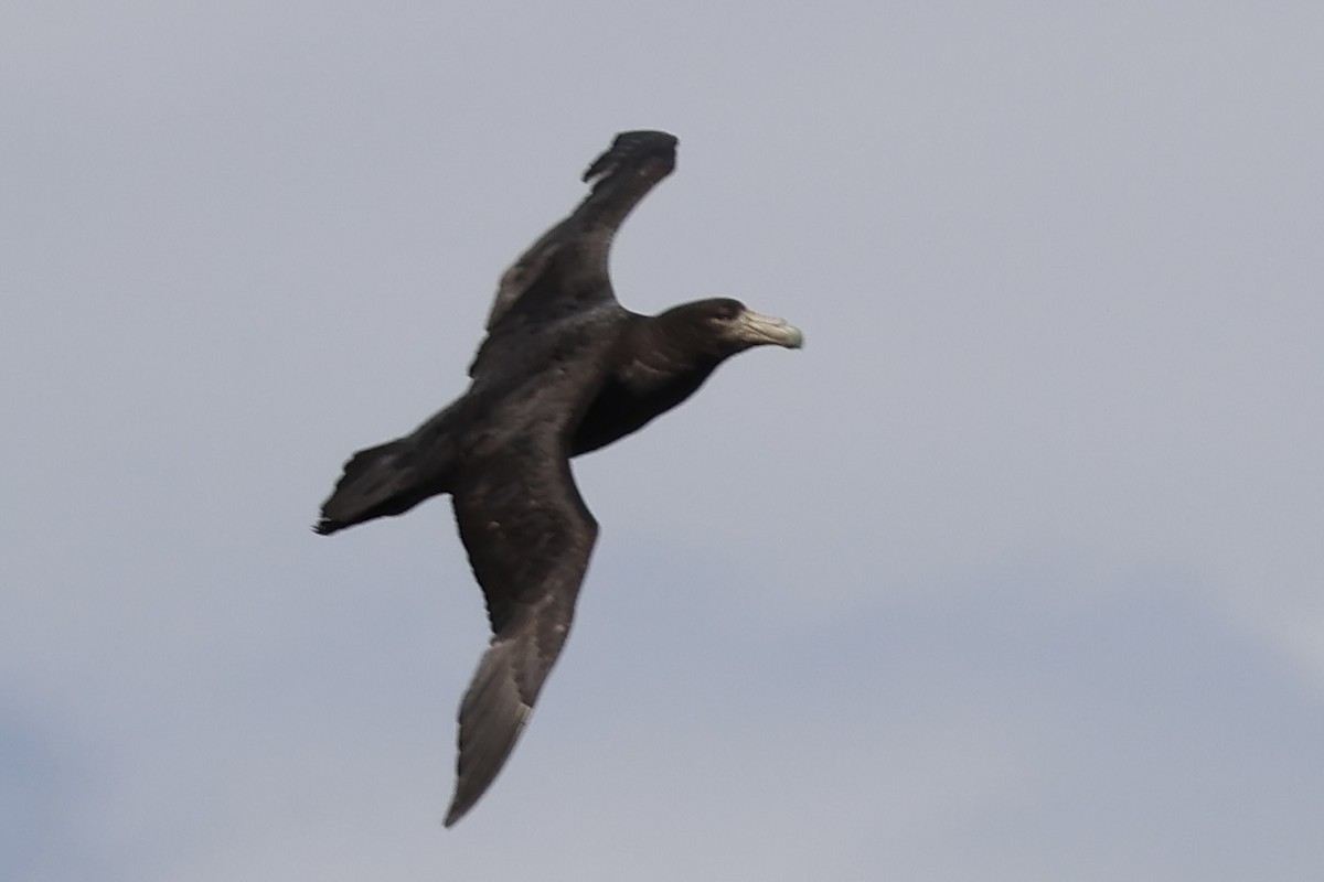 Antarktik Dev Fırtınakuşu - ML646366339