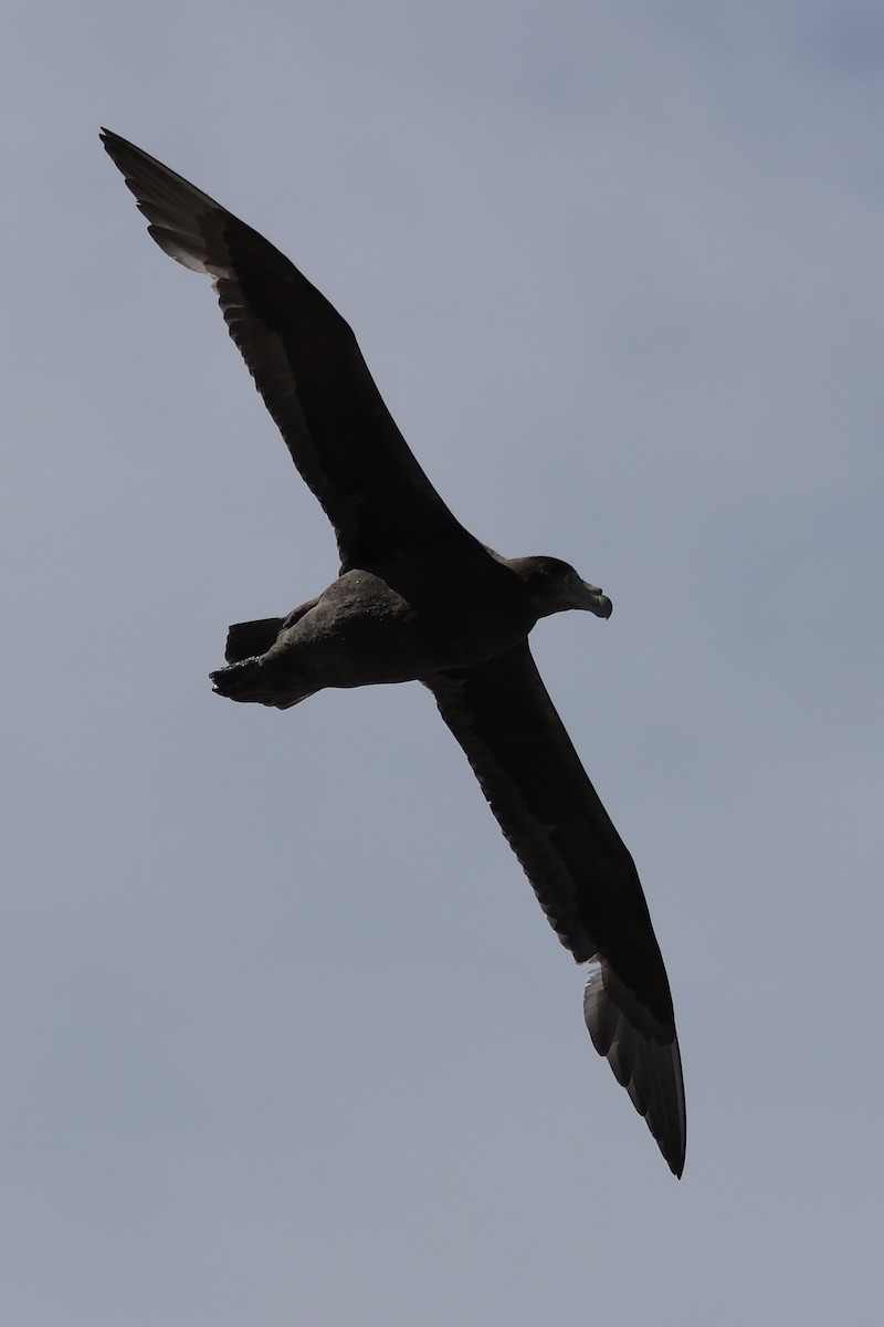 Antarktik Dev Fırtınakuşu - ML646366340