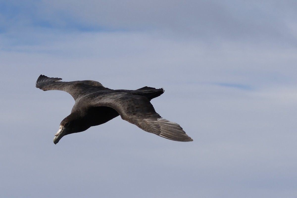 Antarktik Dev Fırtınakuşu - ML646366341