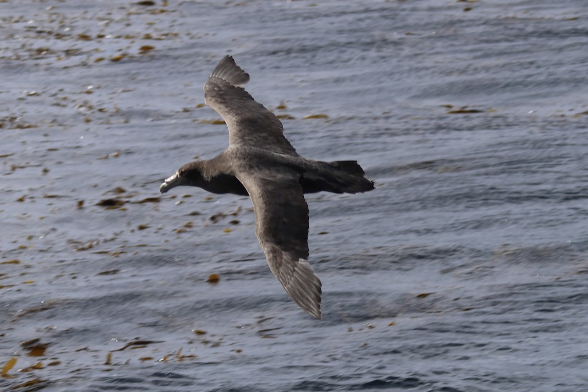 Antarktik Dev Fırtınakuşu - ML646366342