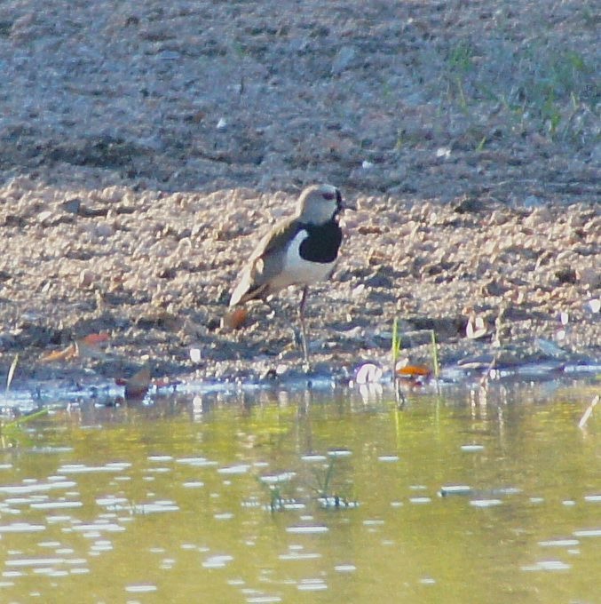 čejka jihoamerická - ML646366344