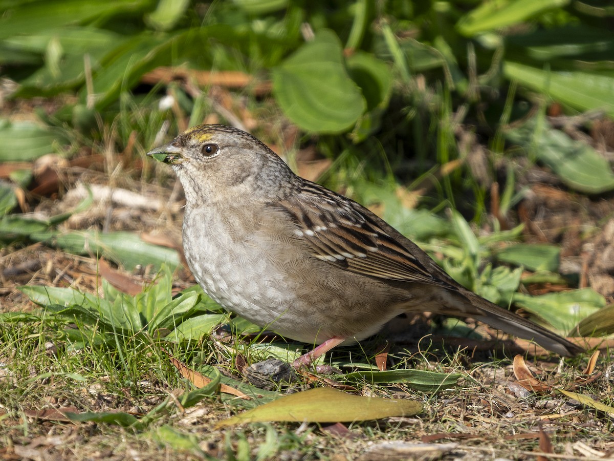 Golden-crowned Sparrow - ML646366345