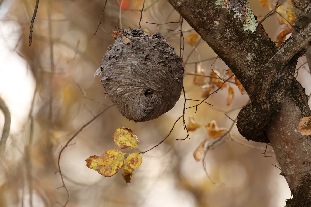 Bald-faced Hornet - ML646366350