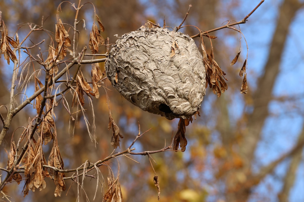 Bald-faced Hornet - ML646366351