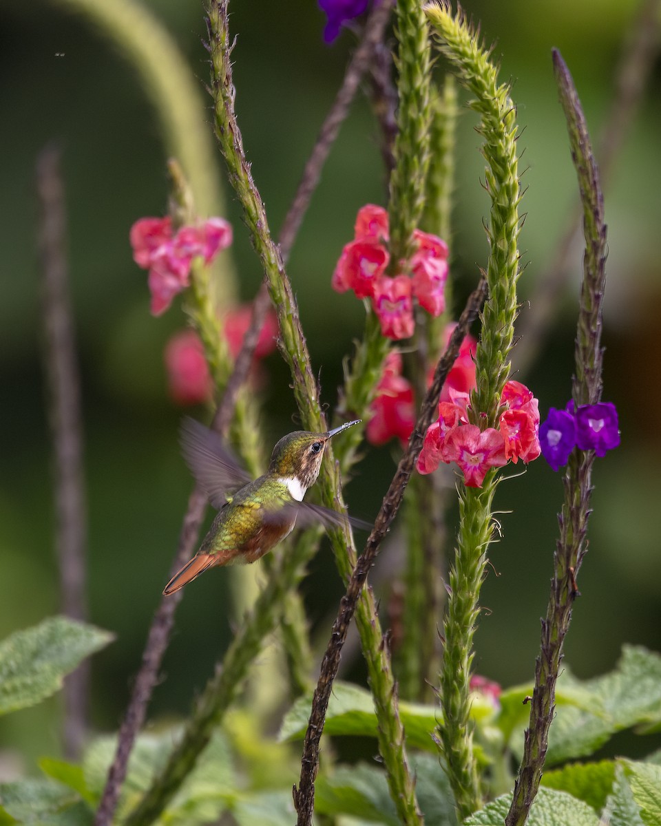 Scintillant Hummingbird - ML646366352