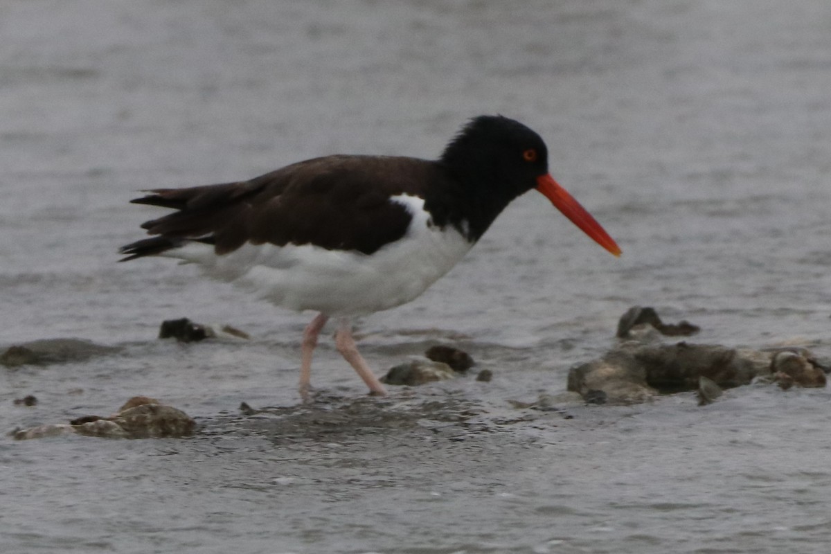 American Oystercatcher - ML646366354