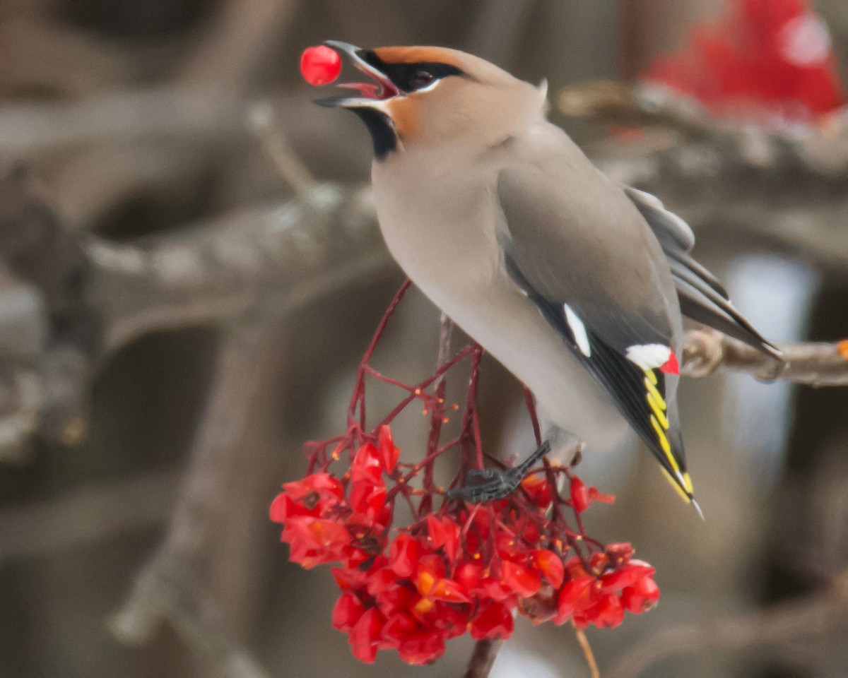 Bohemian Waxwing - ML646366355