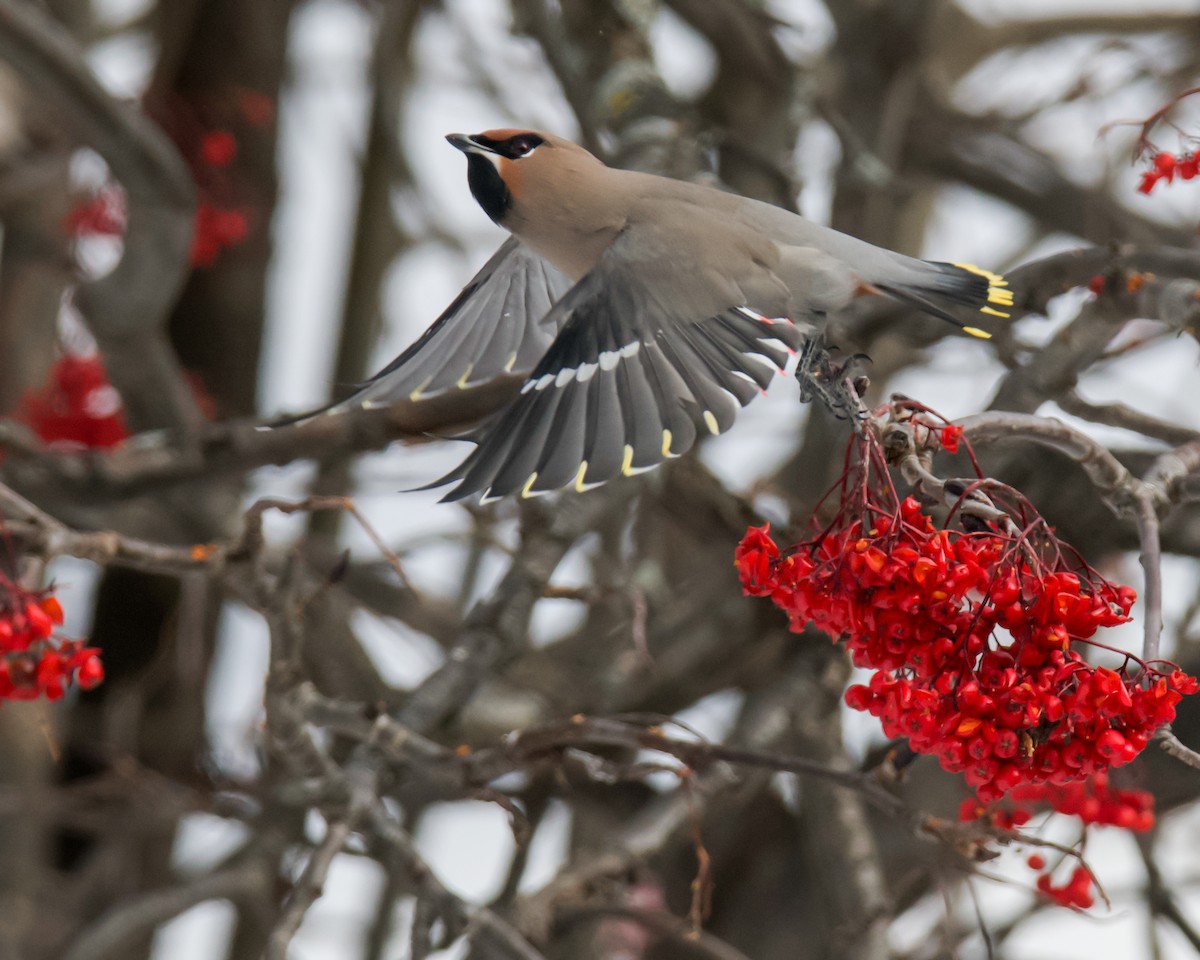 Bohemian Waxwing - ML646366356