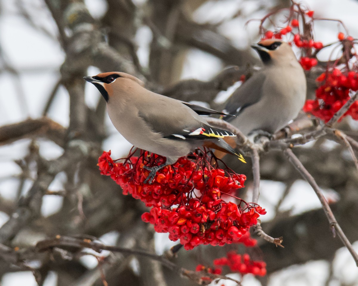 Bohemian Waxwing - ML646366359