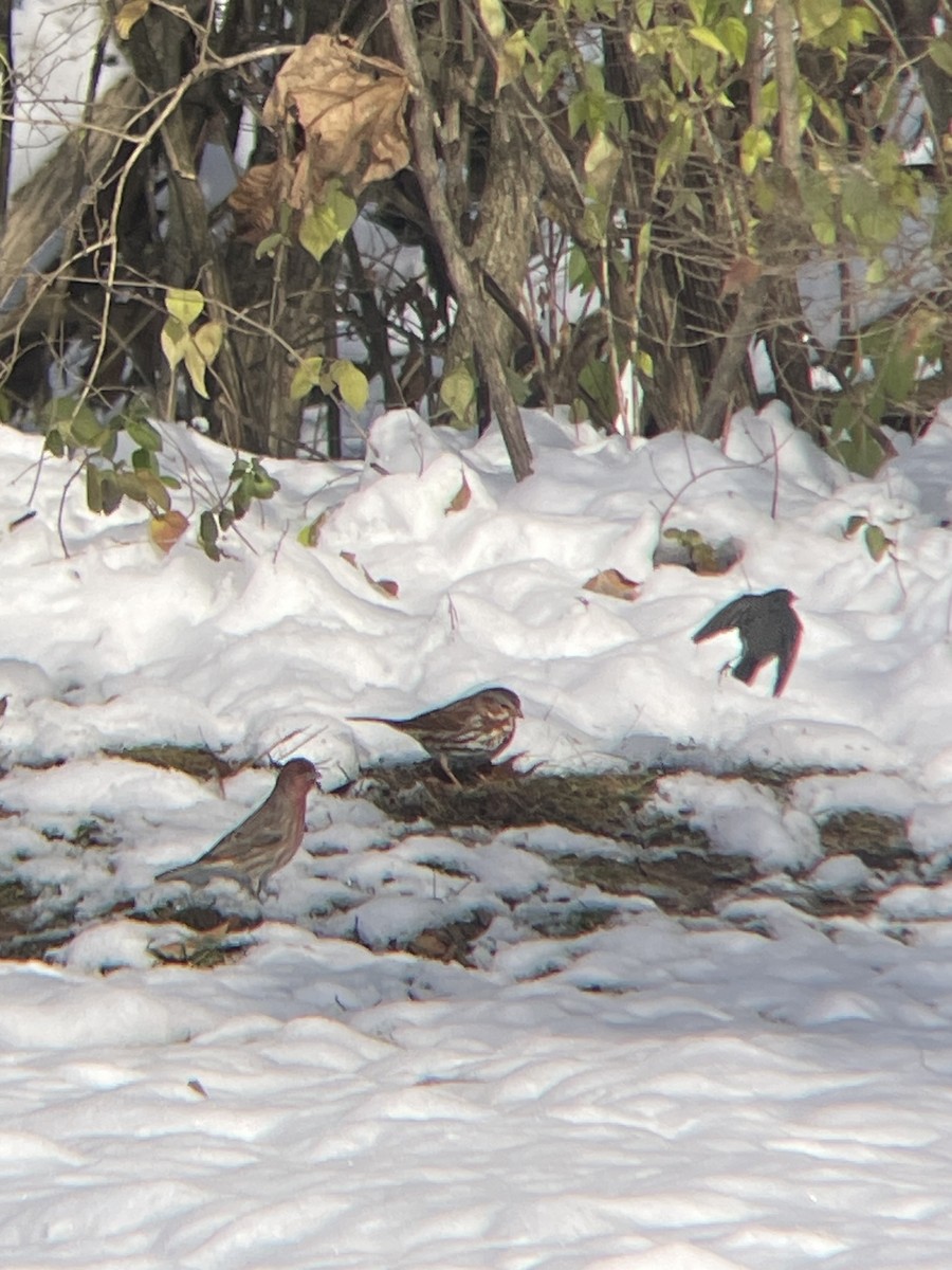 Fox Sparrow - ML646366362