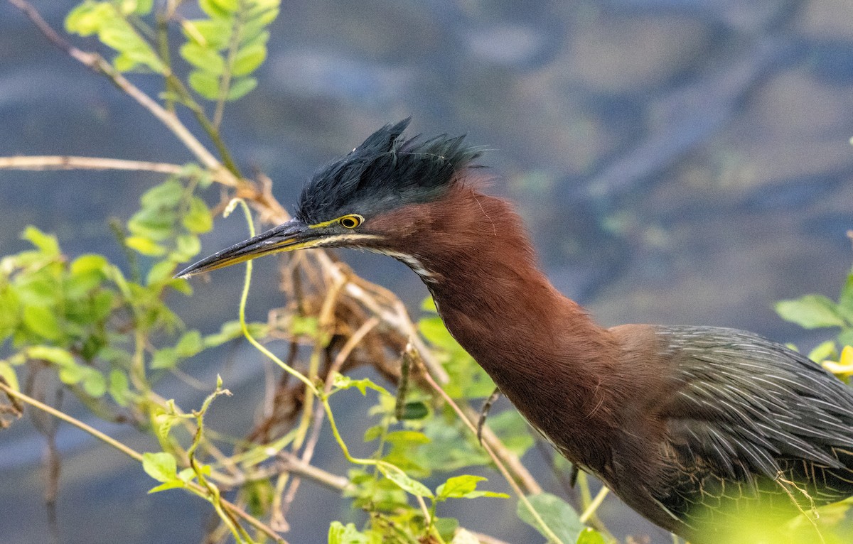 Green Heron - ML646366363