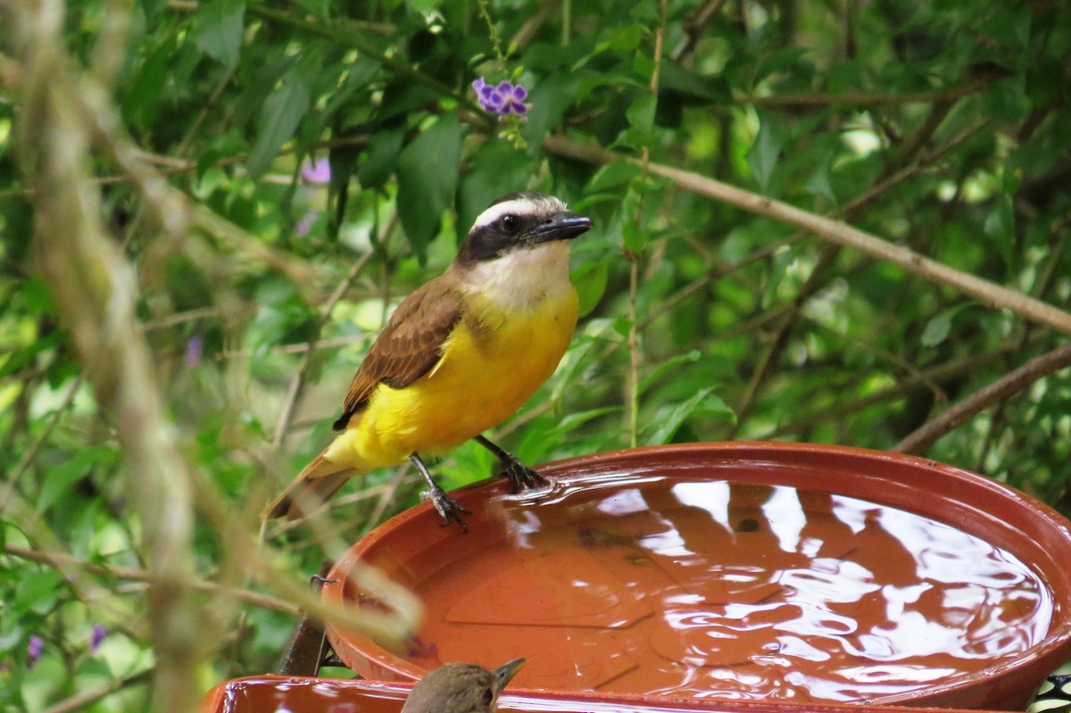 Great Kiskadee - ML646366364