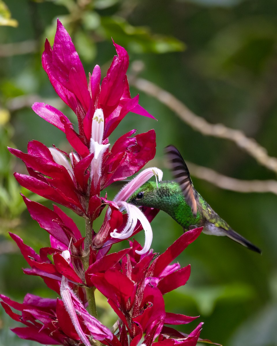 Stripe-tailed Hummingbird - ML646366365