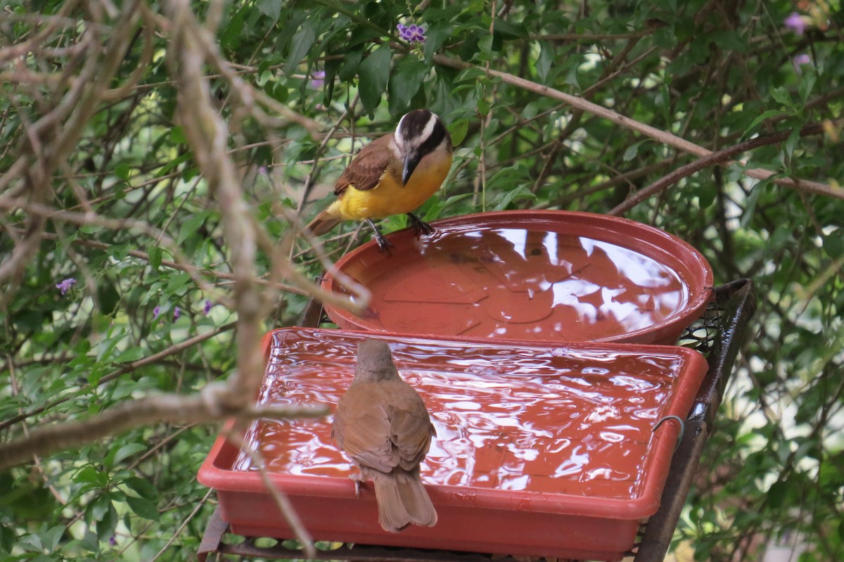 Great Kiskadee - ML646366366