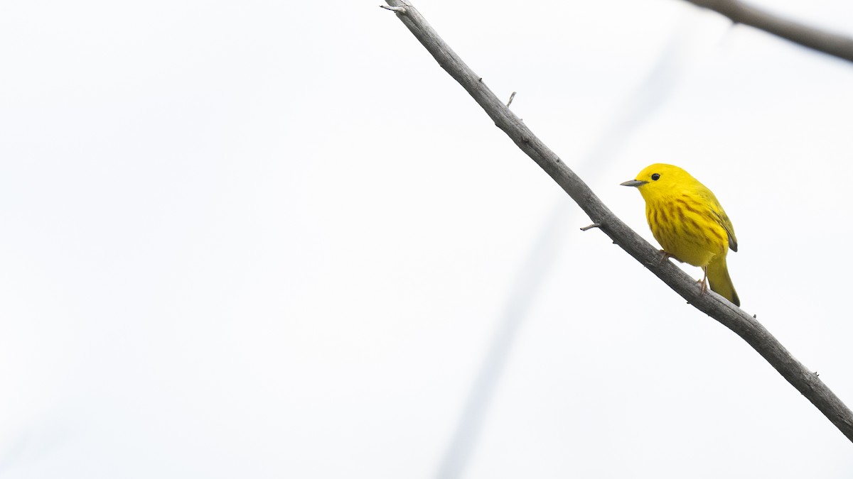 Northern Yellow Warbler - ML646366367