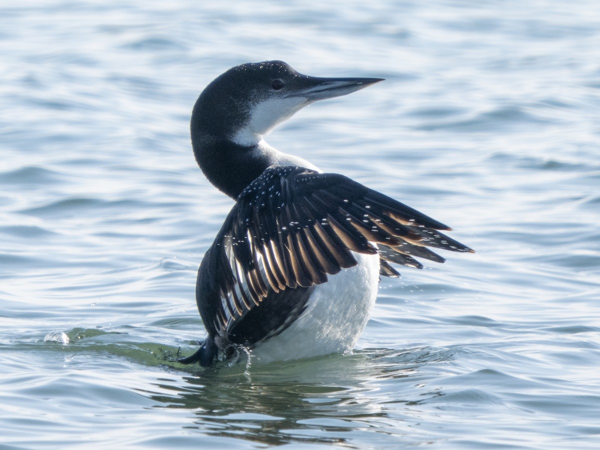 Common Loon - ML646366368