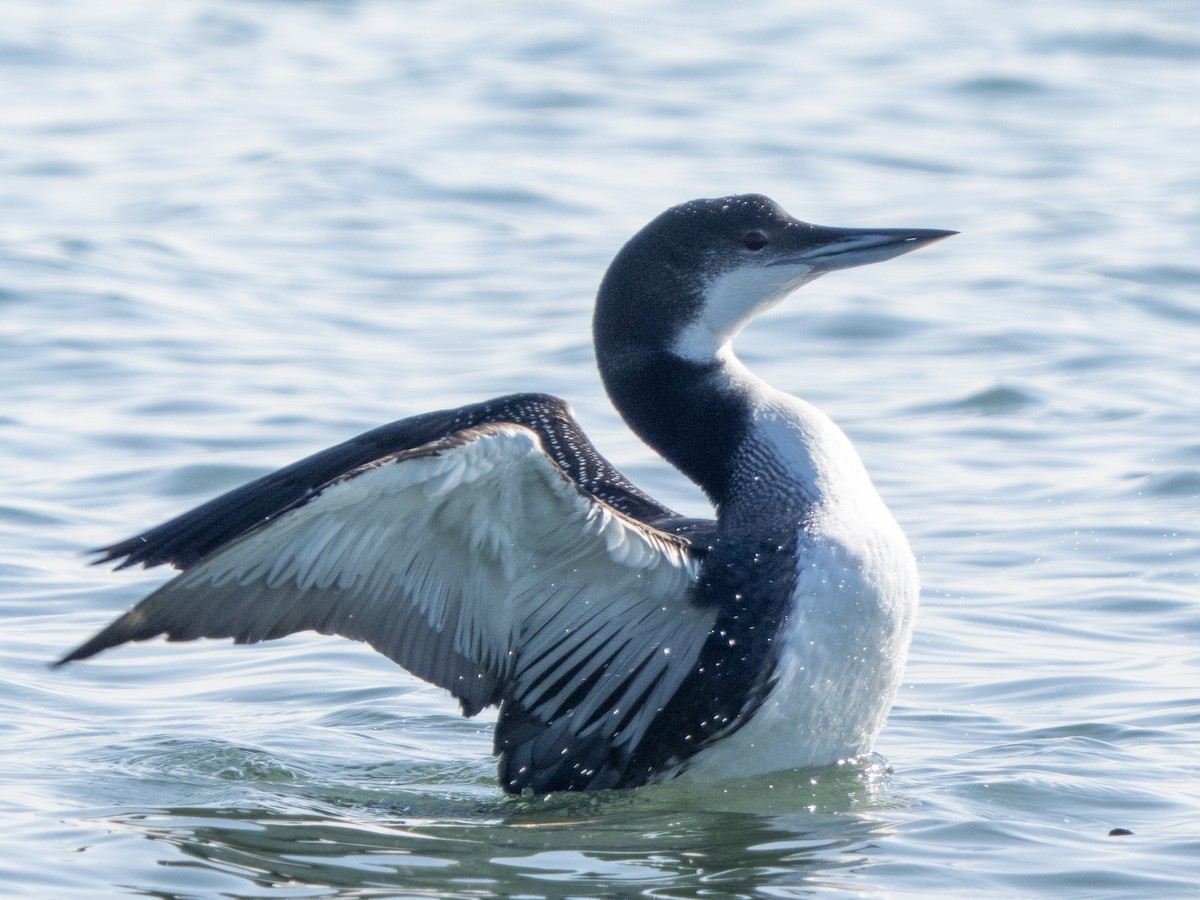 Common Loon - ML646366369