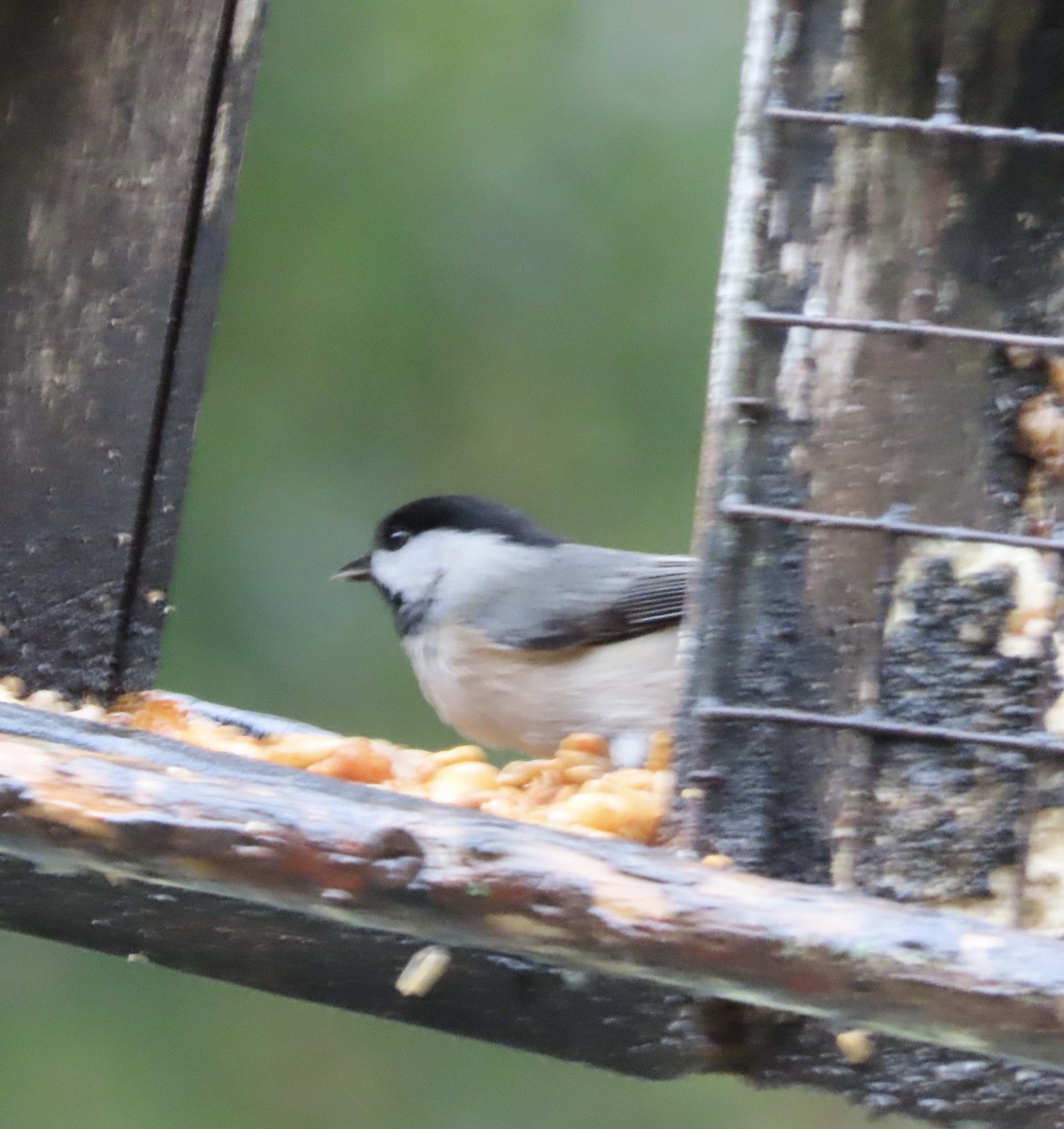 Carolina Chickadee - ML646366372