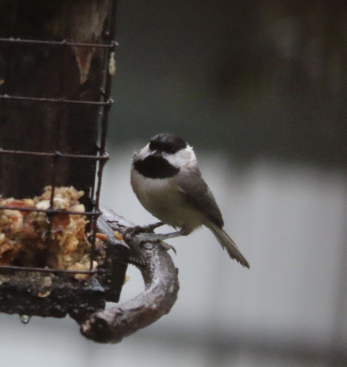 Carolina Chickadee - ML646366373