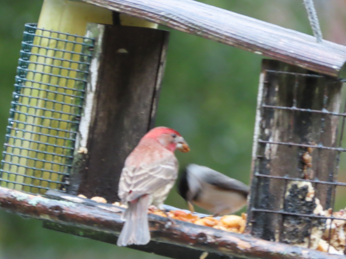 Carolina Chickadee - ML646366374