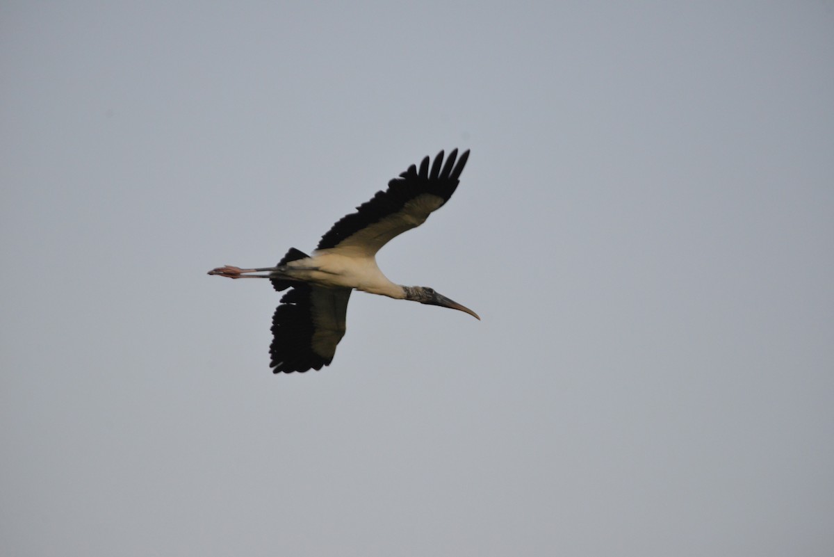 Wood Stork - ML646366376