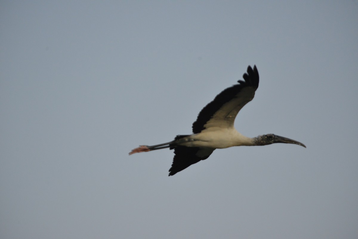 Wood Stork - ML646366377