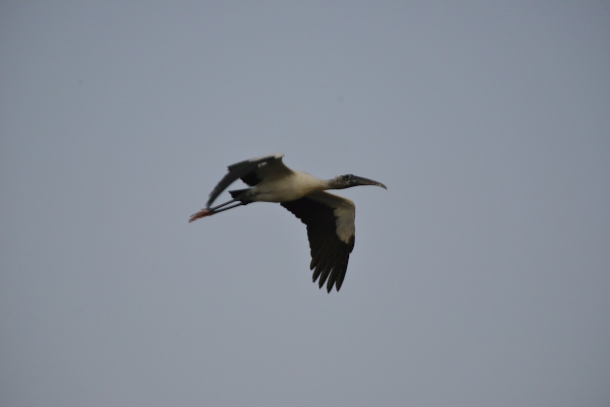 Wood Stork - ML646366378