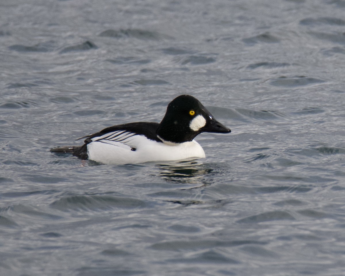 Common Goldeneye - ML646366379