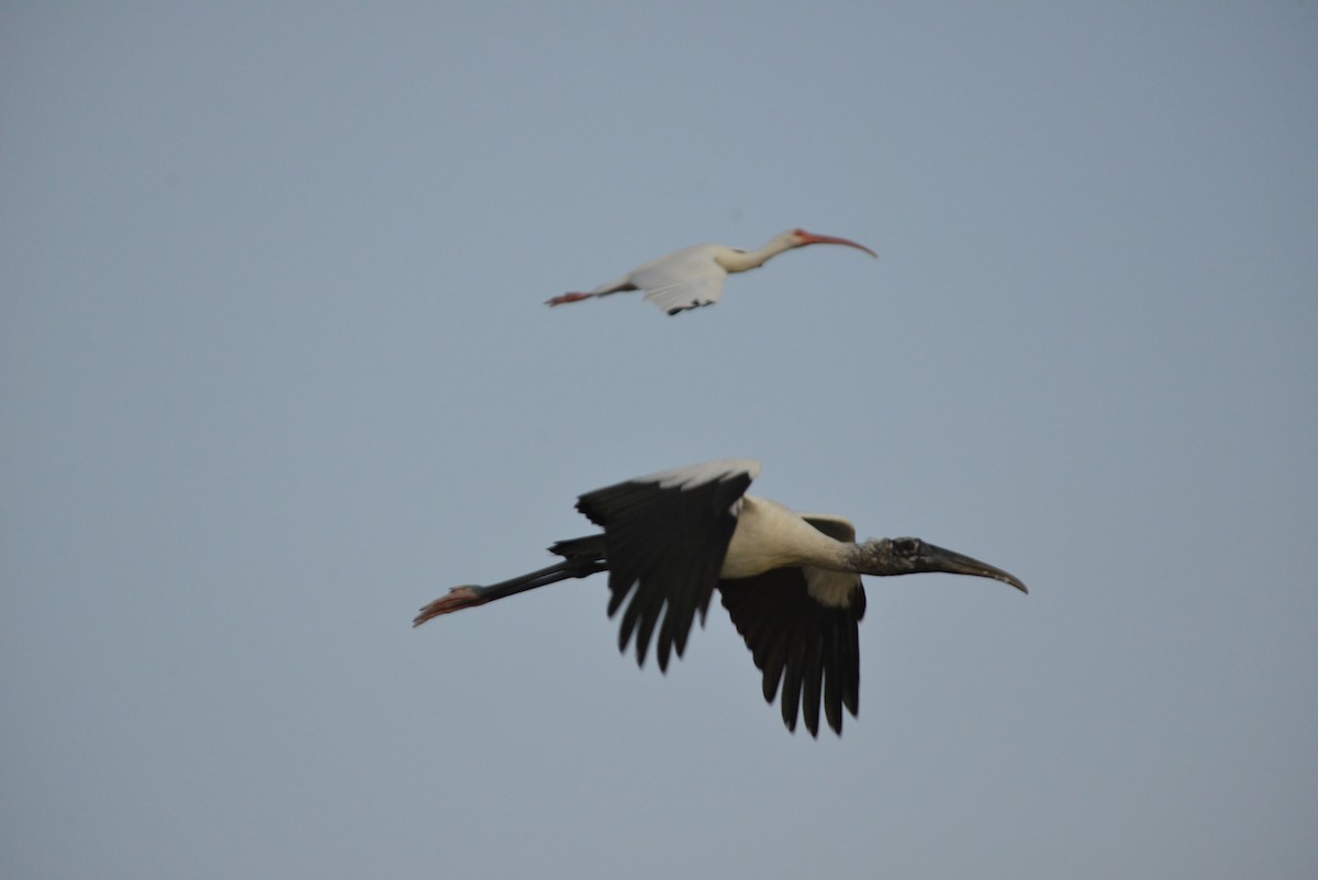 Wood Stork - ML646366380