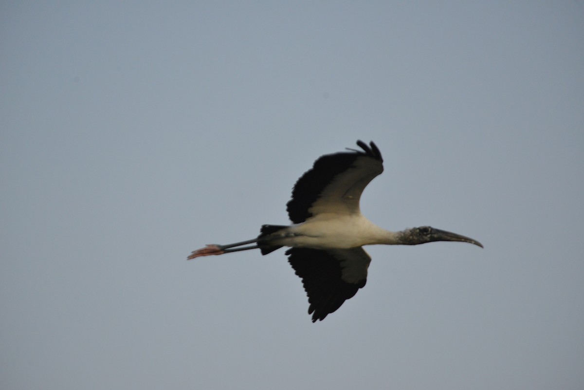 Wood Stork - ML646366381
