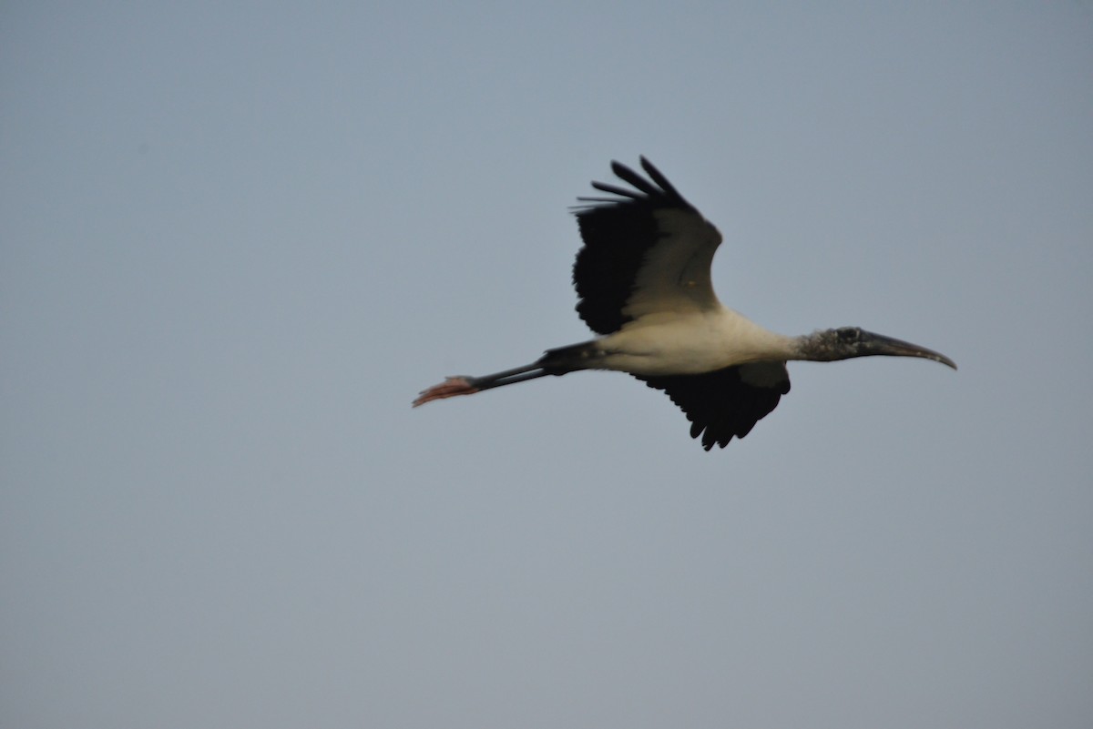 Wood Stork - ML646366382