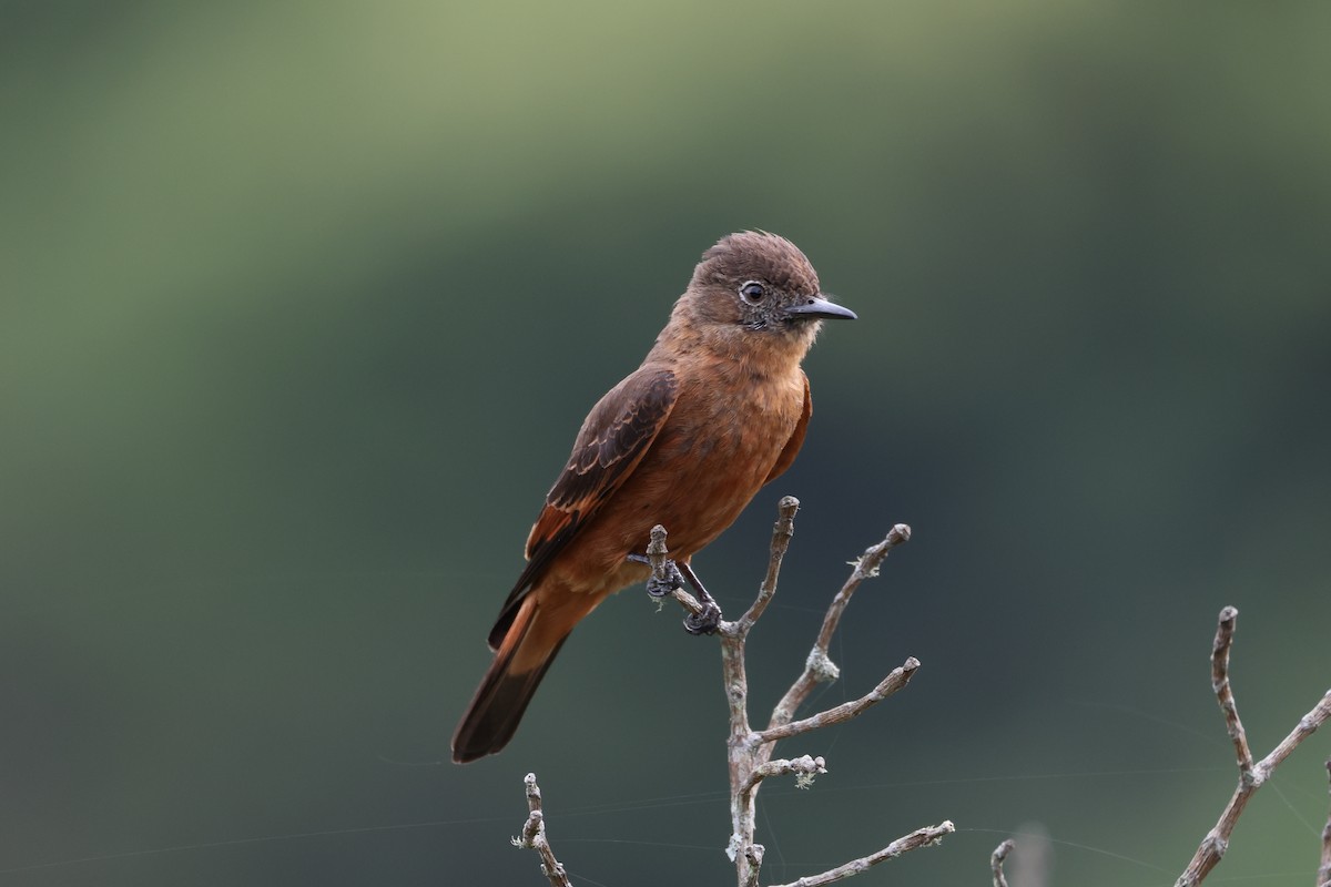 Cliff Flycatcher - ML646366385