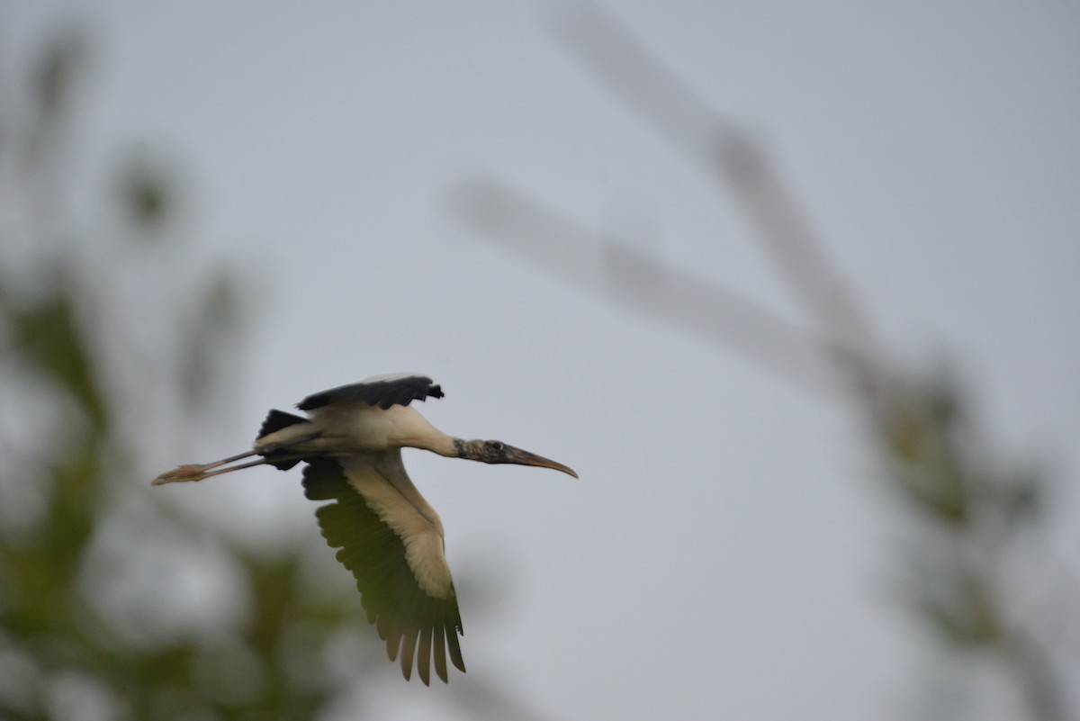 Wood Stork - ML646366386
