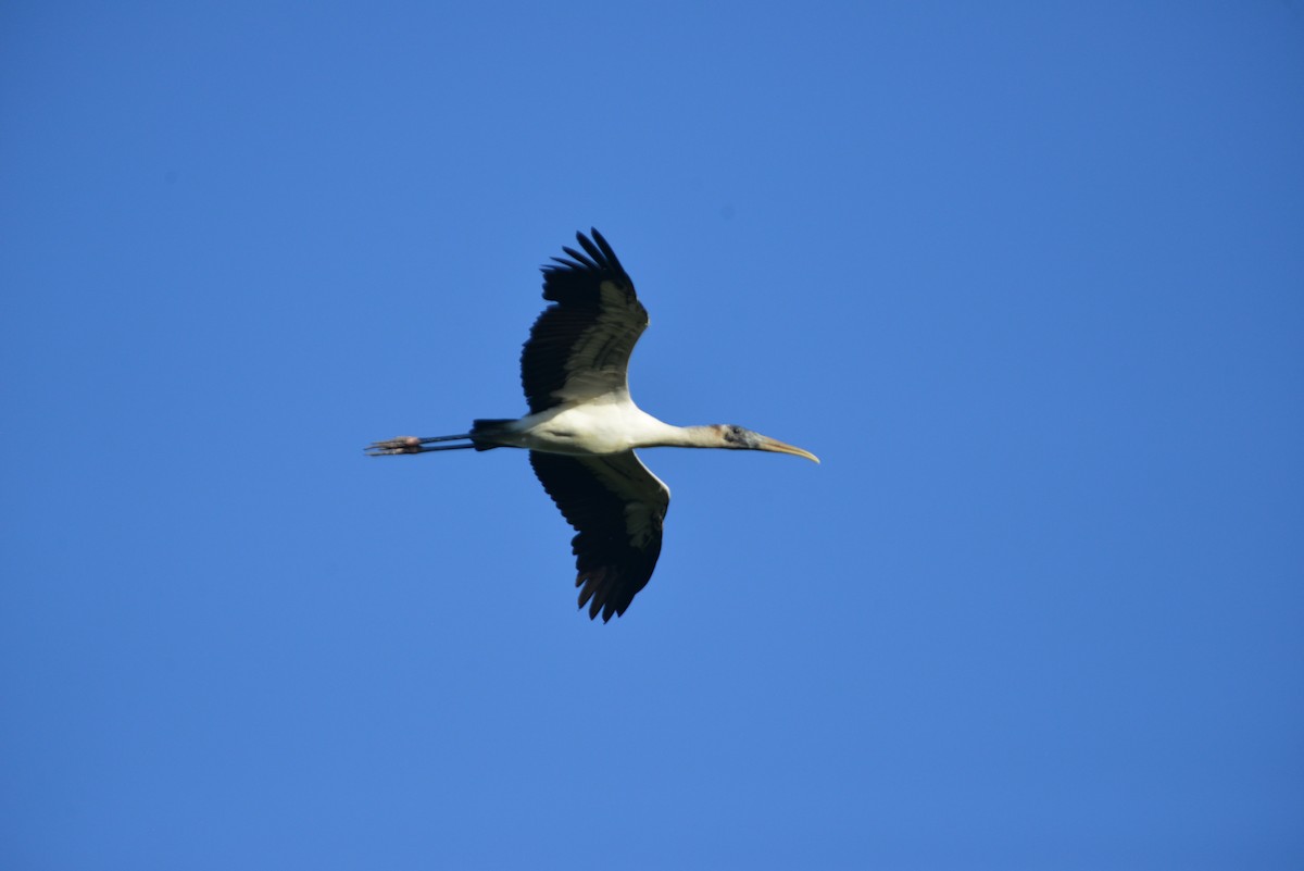 Wood Stork - ML646366388